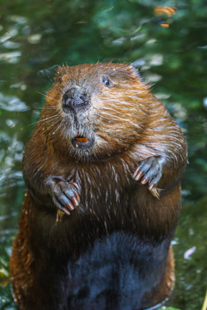 close up portrait view of a beaver standing - beaver canada north america rodent imagens e fotografias de stock