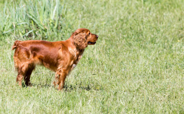 istock red dog on the nature 658209514