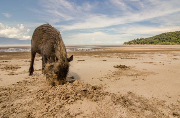 ヒゲイノシシのストックフォト