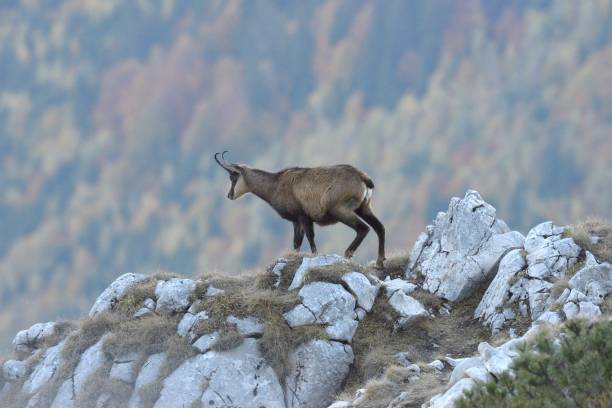 istock A Chamois in a mountain valley 658211764