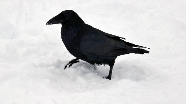 istock Northern Raven in snow closeup 658213112
