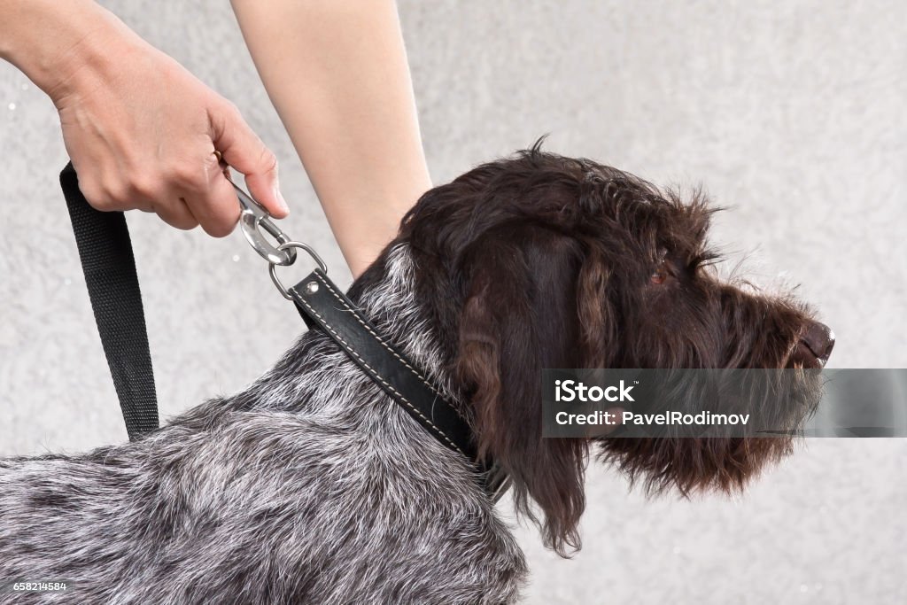 fastening the leash to collar of dog hands fastening the leash to collar of dog Collar Stock Photo