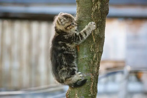 Photo of tabby kitten trying to climb a tree
