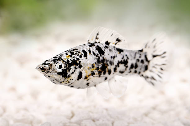 斑点ブラックモリーポエシリアスフェノプスベチプロビデンティア水族館の魚 - color image gold yellow black ストックフォトと画像