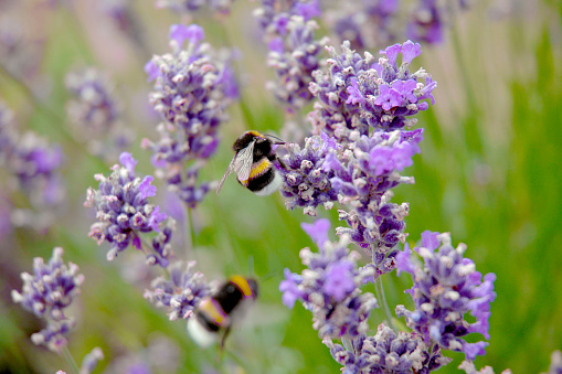 Two bumblebees flying and pollinating purple beautiful creeping thyme flower (Thymus serpyllum). Selective focus with blurry background and foreground. Photographed in July in Sweden.