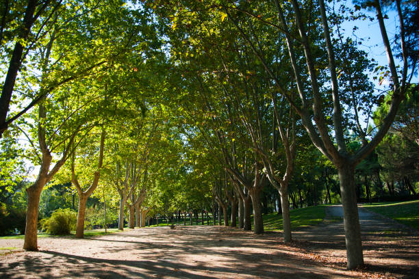 The walkway through the green trees in city park, Madrid, Spain