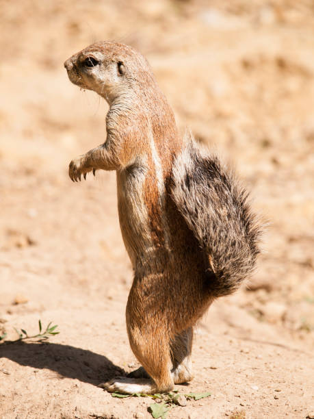 Cape ground squirrel - Xerus inauris - staying on back leg watch neighbourhood closely South African ground squirrel - Xerus inauris - watch neighbourhood closely african ground squirrel stock pictures, royalty-free photos & images