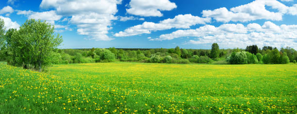 istock Field with dandelions and blue sky 658229824