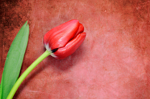 Close up of Mothers Day flower on grunge background