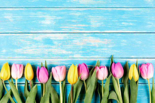 istock Colored tulips on a blue wooden background. 658236116
