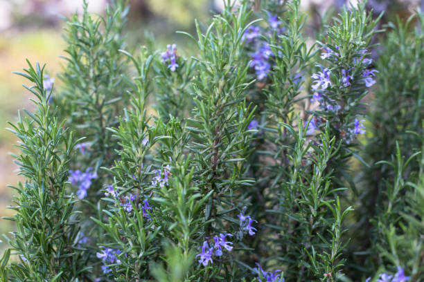 rosemary herb garden with flowers - rosemary imagens e fotografias de stock