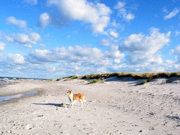 Strandszenen in Heidkate Herbst 2007
