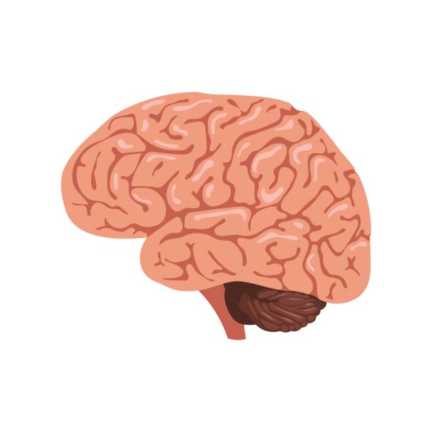 Brain anatomy icon Brain anatomy icon. Human internal organs symbol. Vector illustration in cartoon style isolated on white background lobe illustrations stock illustrations