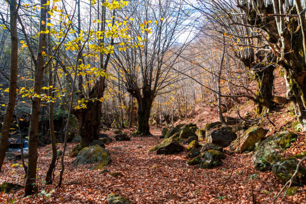 istock Wide View of Autumn Trees 658240168