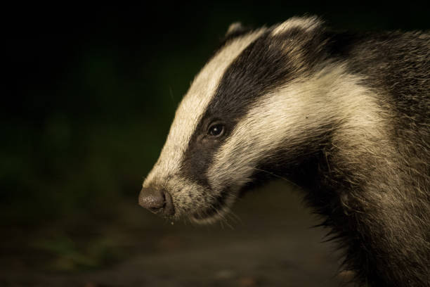 istock Badger at night, dark background portrait 658240440