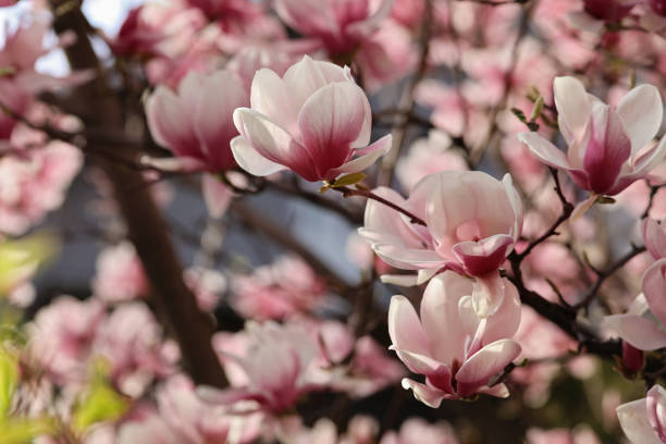 istock Magnolia bloom flowers. Spring season wallpaper background 658242882