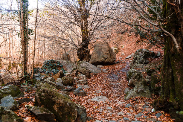 istock Wide View of Autumn Trees 658243826