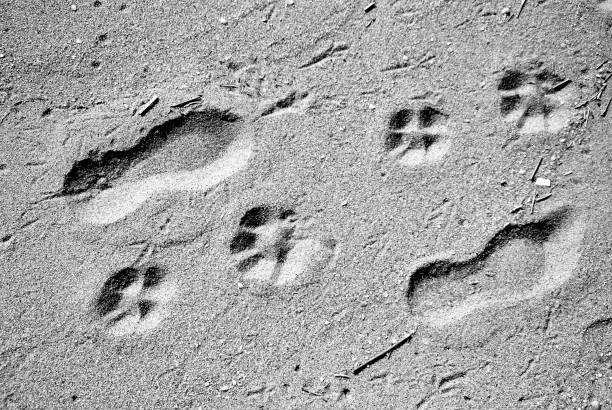 istock Traces on sea sand. 658243988