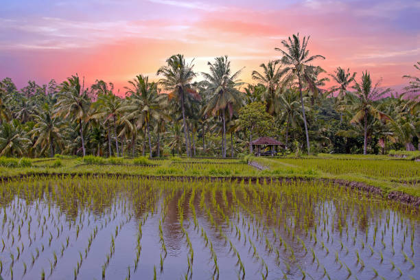 istock Asian rice field landscape in Java island, Indonesia Asia at sunset 658244004