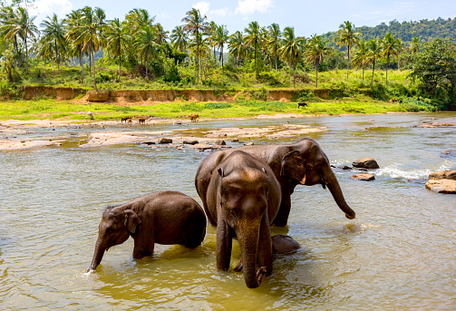 Elephants in river. Take in Pinawelle, Sri Lanka