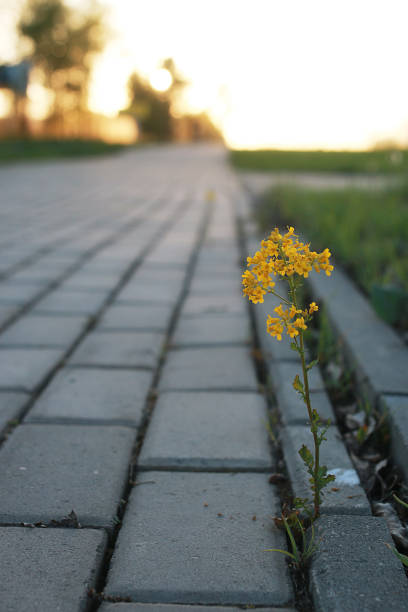 istock flower growing through the paving stone at sunset 658247916