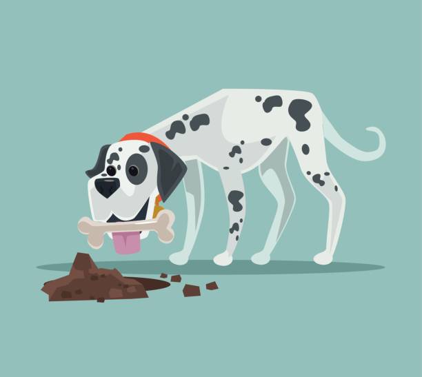 illustrazioni stock, clip art, cartoni animati e icone di tendenza di carino personaggio del cane dalmata felice nasconde il cibo giocattolo osseo - cane morde coda
