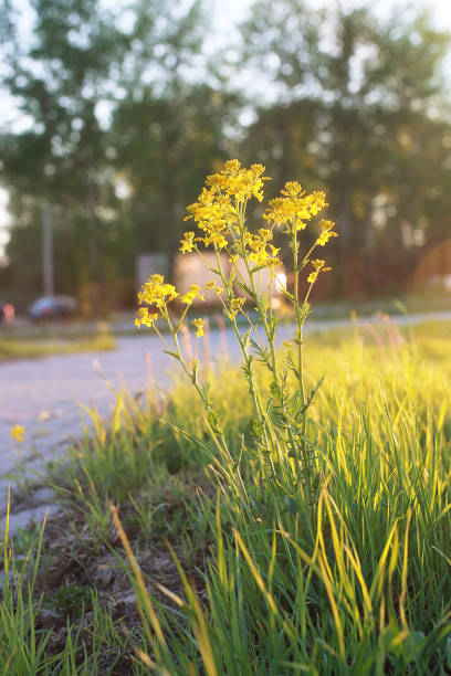 istock Field flower on green meadow in spring evening sunset hour 658251594