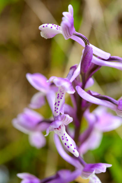 istock Wild Orchid of Sardinia 658251718