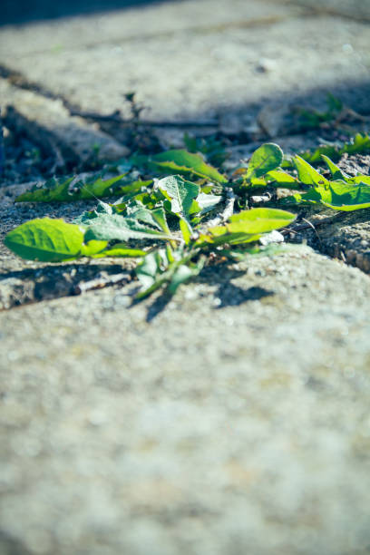 istock weed on the street 658255530