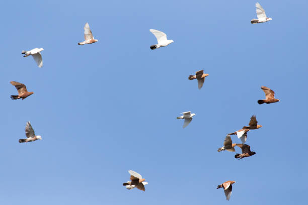 istock flock of pigeons on blue sky 658256996