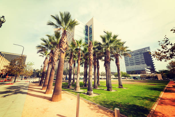 istock Palm trees in downtown Los Angeles 658259068