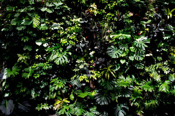 istock Living Tropical Plant Wall 658262574