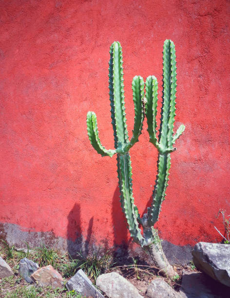 istock Green cactus at the red wall 658262996