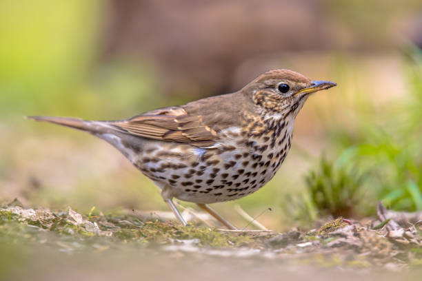 istock Song Thrush looking for food in a backyard 658263066