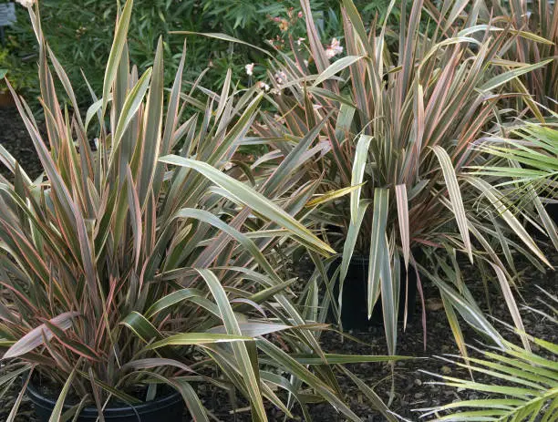 Photo of New Zealand; flax; Phormium; tenax