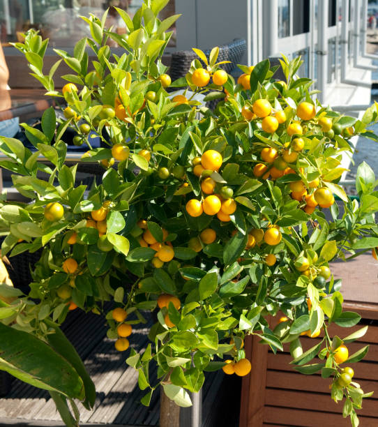 istock Citrofortunella Microcarpa; Citrus; sinensis 658263350