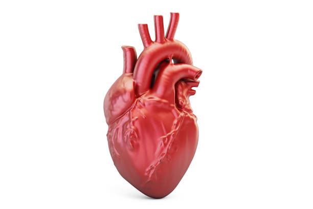 Human heart, 3D rendering isolated on white background vector art illustration