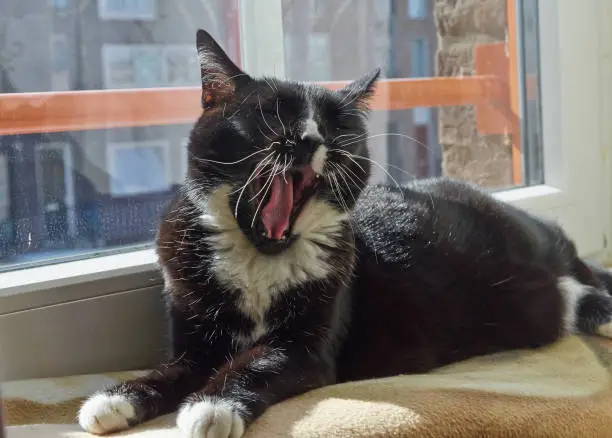 Black and white cat is yawning, close up.