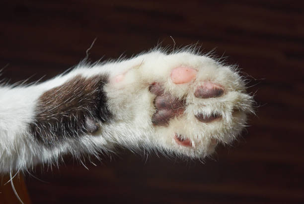 istock Paw of white and black cat macro. 658267104