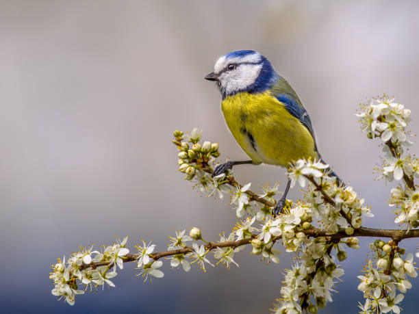 istock Blue tit on twig with blossom 658267158