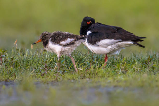 istock Eurasian oystercatcher with chick 658267196