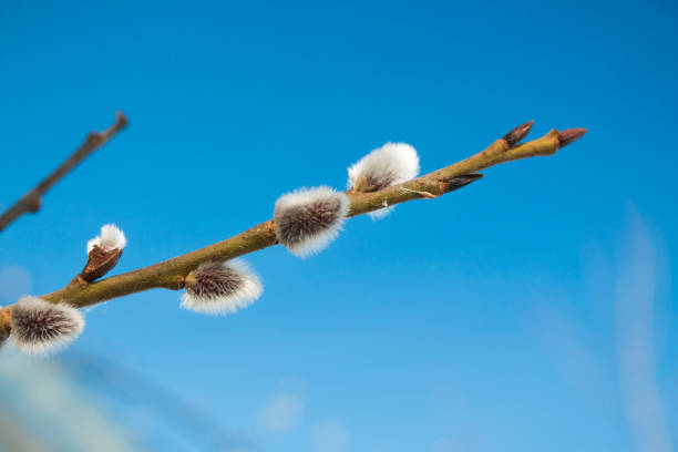 istock Fluffy buds on branches of spring willow tree against blue sky background macro 658267662