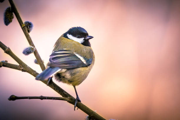 istock Great tit on pussy willow in vintage colors 658270070