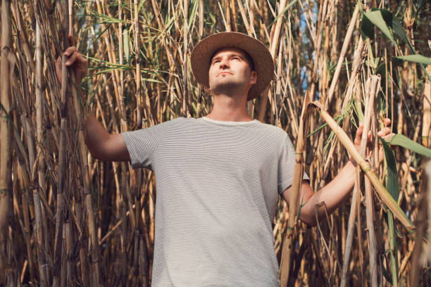 Country Guy Young man with a straw hat lost among the high reeds. horsetail bamboo stock pictures, royalty-free photos & images