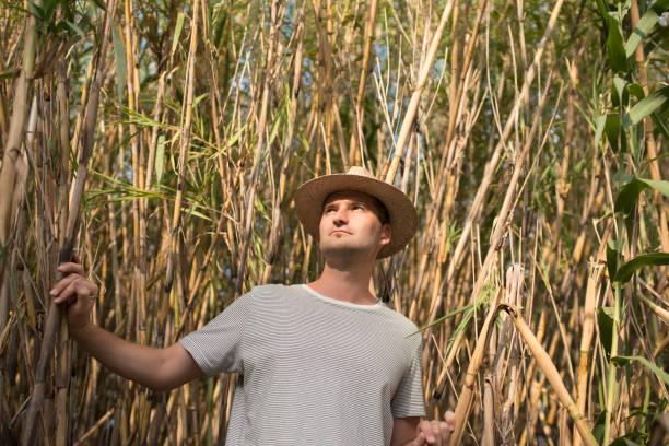 Adventurous Paths Young man with a straw hat lost among the high reeds. horsetail bamboo stock pictures, royalty-free photos & images