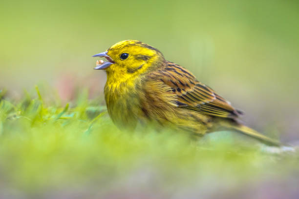 Male yellowhammer (Emberiza citrinella) landing in a meadow.