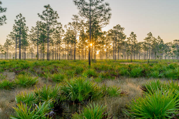 istock The Sunrise on a Hike in Central Florida 658273124