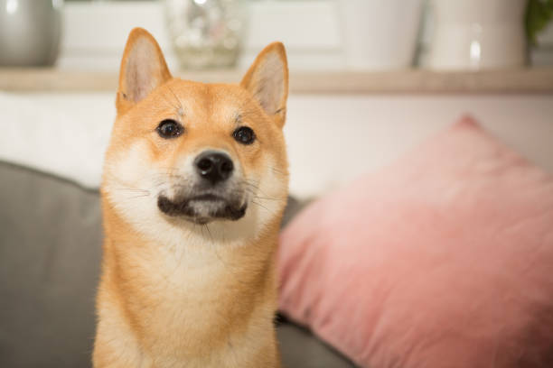istock Dog Close-up Portrait 658278178