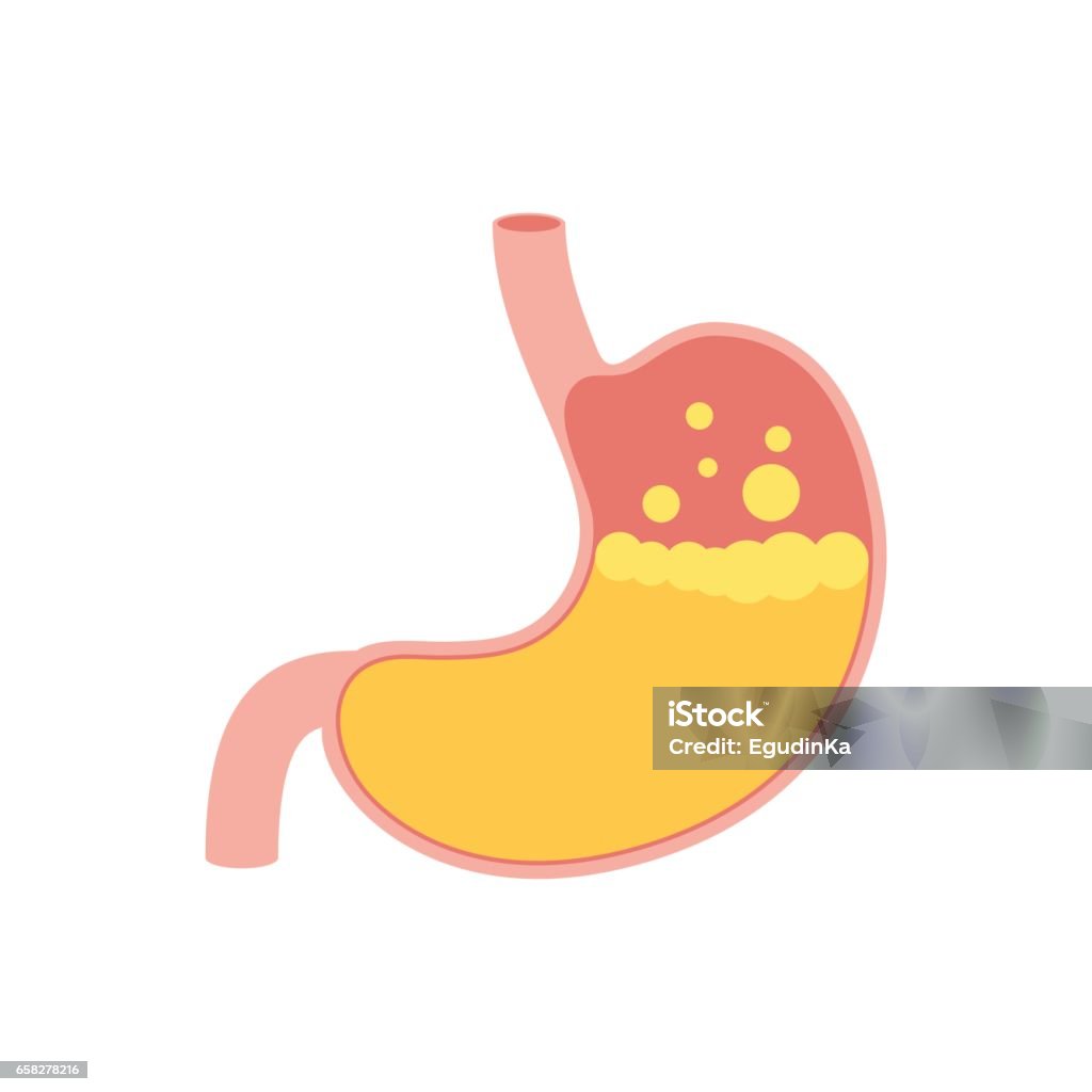 Human stomach icon Stomach icon. Human internal organs symbol. Digestive system anatomy. Vector illustration in flat style isolated on white background Stomach stock vector