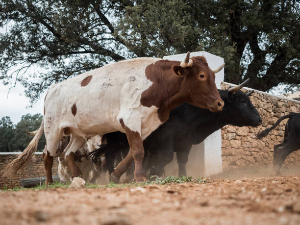 istock Running of the Bulls 658278626